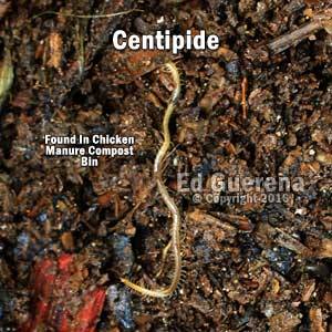 Centipede - Courtesy Ed Guerana 